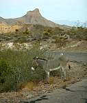 burro on 66.JPG